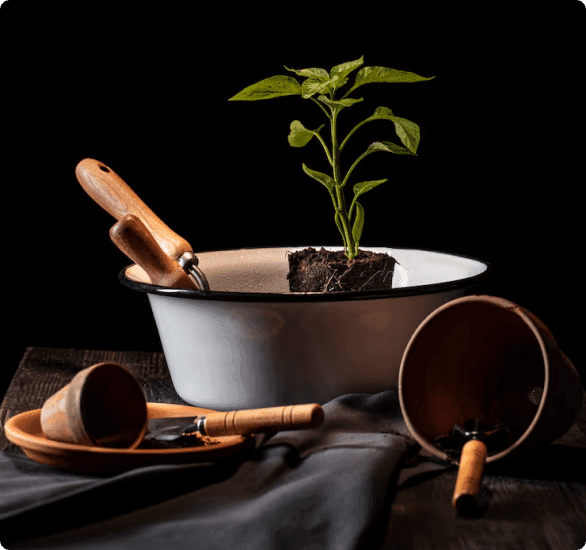 REJUVENATION PACKAGE